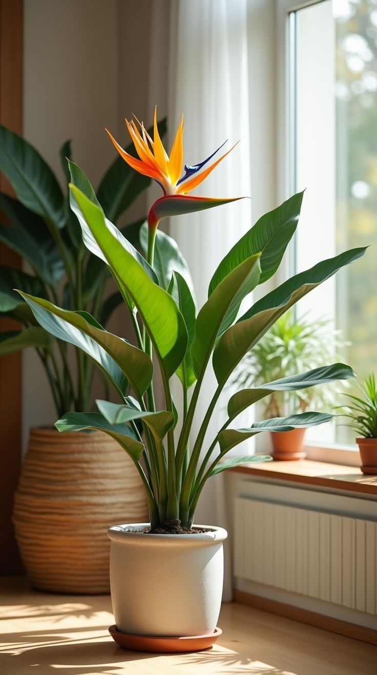 Bird of Paradise Plant( Crane Flower / Paradise Flower )